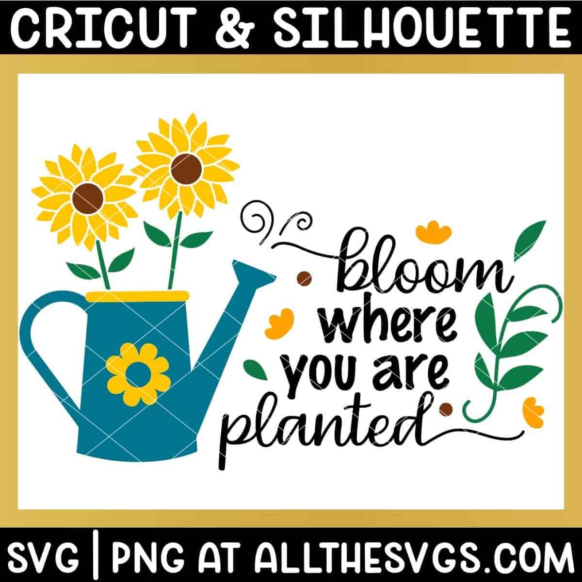 free sunflower quote bloom where you are planted svg png with watering can.